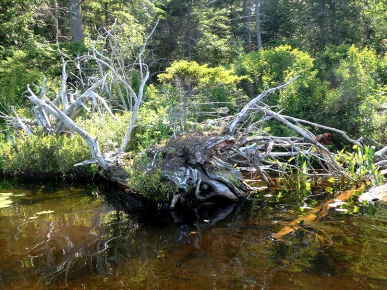A fallen tree in the water.