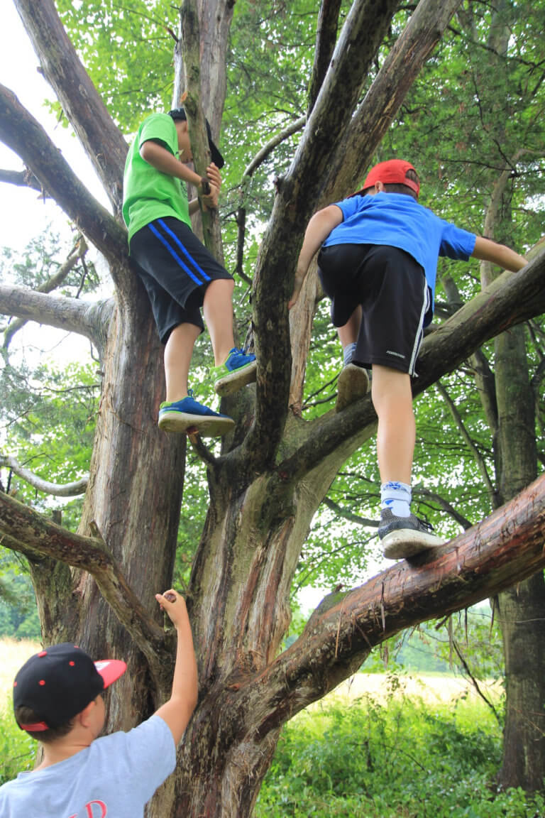 Three children climb a tree.