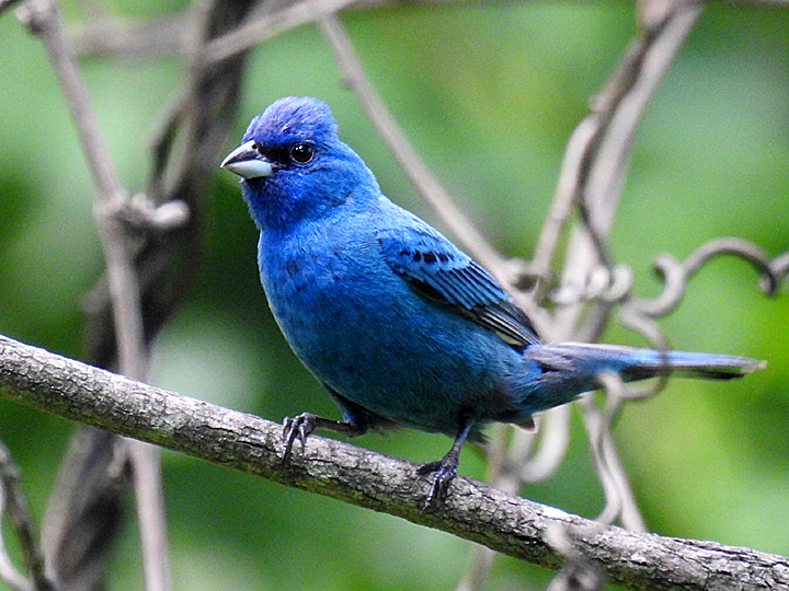 An Indigo Bunting perched on a branch.