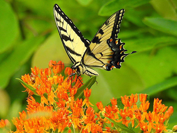 An Eastern Tiger Swallowtail Butterfly with wings open standings on a cluster of orange Butterfly Weed flowers.