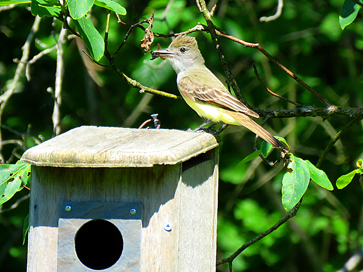 A Great Crested Flycatcher perched on top of a nest box.