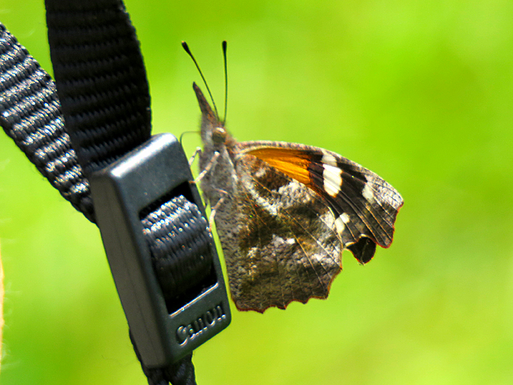 American Snout perched on a camera strap.