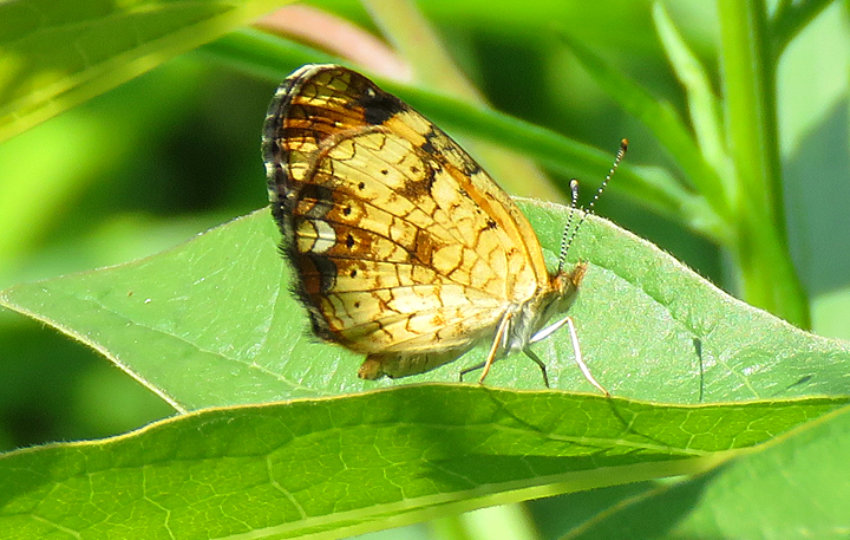 A Pearl Crescent butterfly on a leaf.