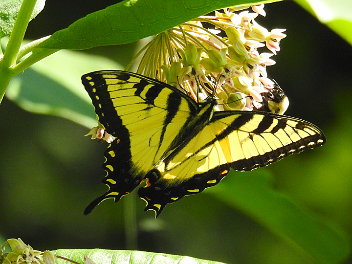 Eastern Tiger Swallowtail butterfly on milkweed.
