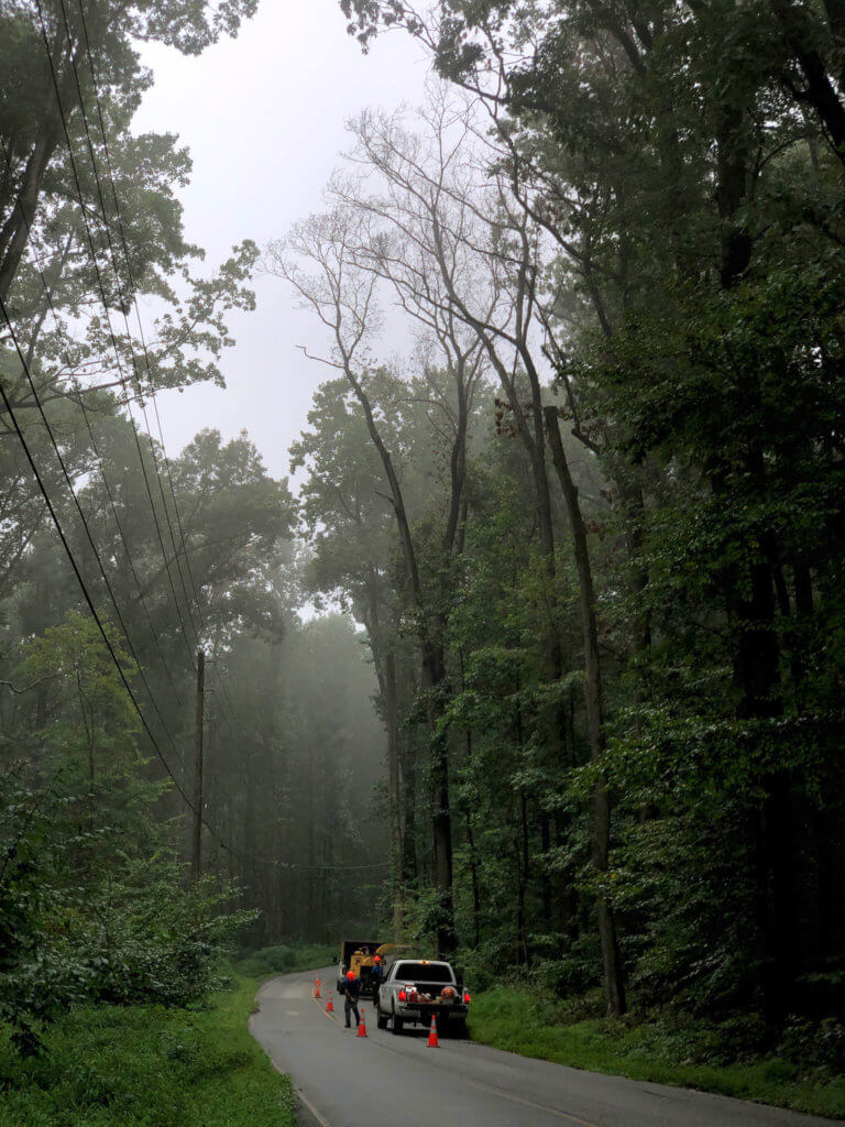 A misty forest with a road through it where trucks are parked surrounded by orange cones.