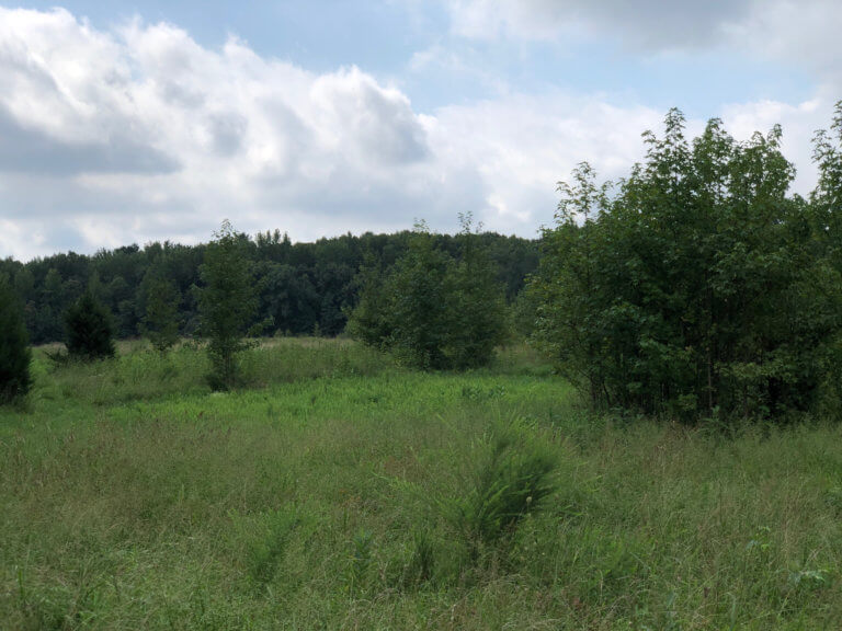 A green meadow in front of a forest.