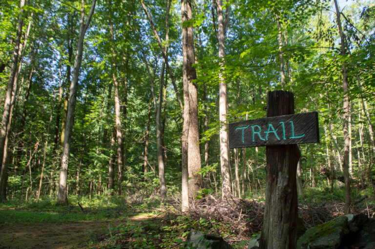 A wooden sign with the word trail in the middle of a green forest.