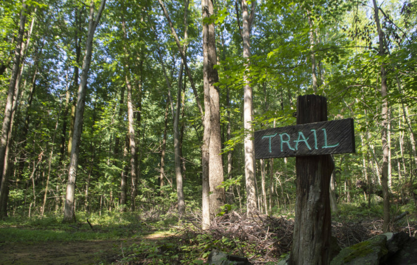 A wooden sign with the word trail in the middle of a green forest.