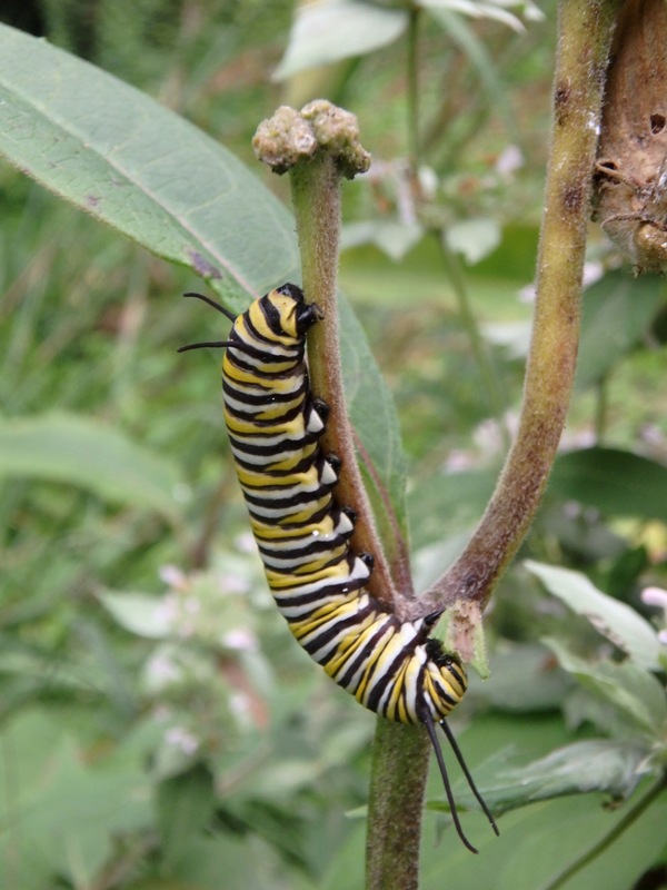 A caterpillar on a stem.