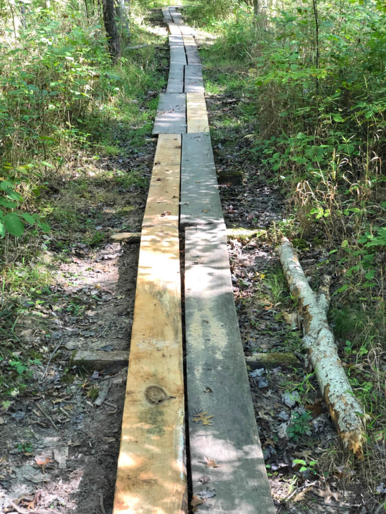 A boardwalk through a forest.