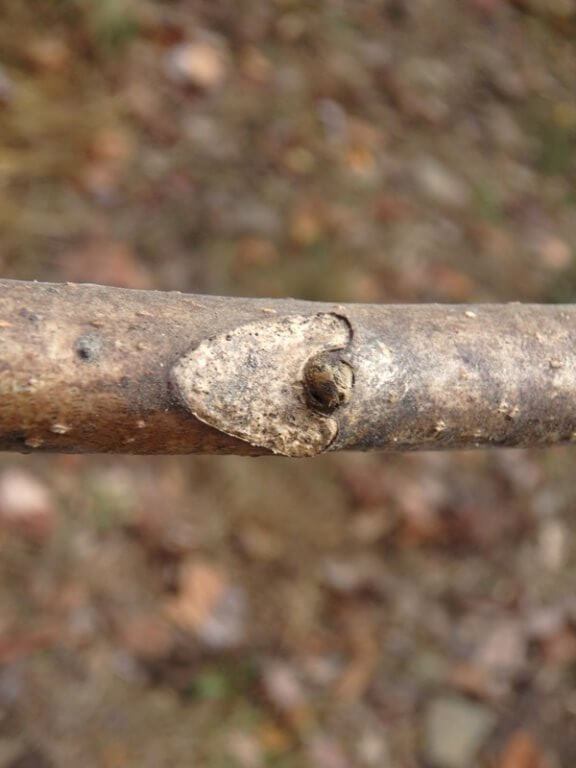 Close up of bark on a branch