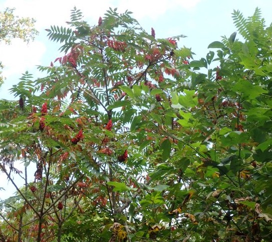 a sumac tree with long green and red leaves in a forest.