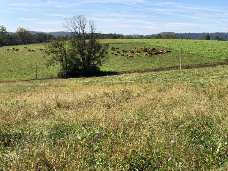 A large feild with cows behind a fence.