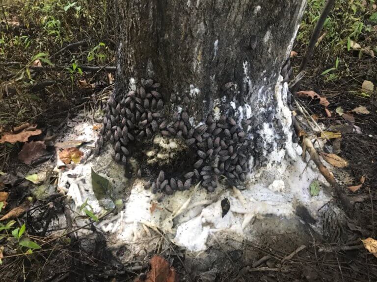 Spotted lanternfly surround the base of a tree.