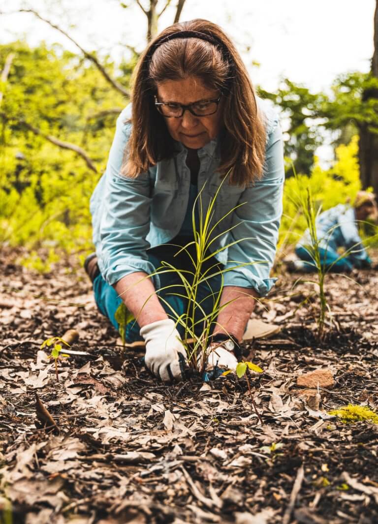 A woman wearing blue kneels in the dirt outdoors. Gloved hands plant a green plant with long thin leaves.