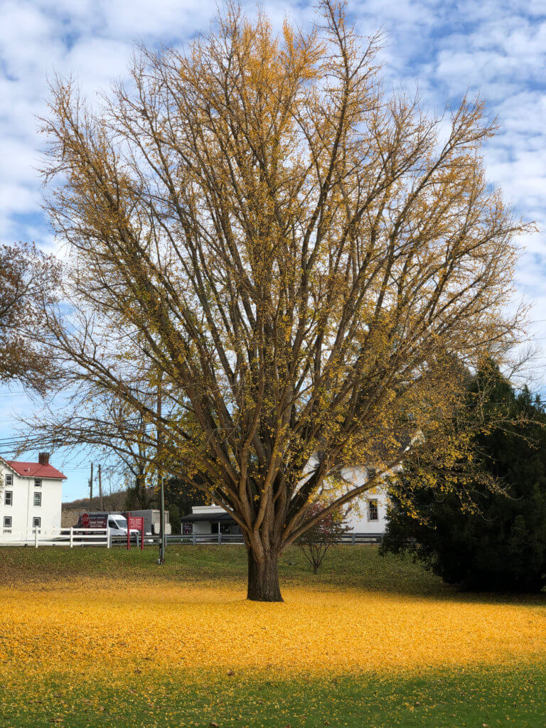 A tall tree surrounded by bright yellow leaves on the ground.