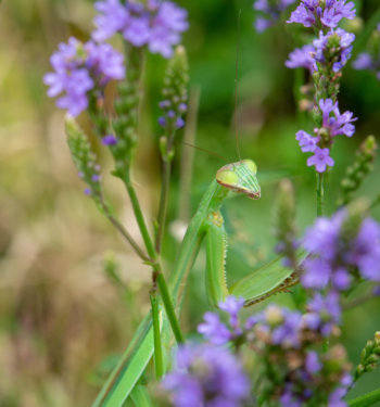 A green Chinese praying mantis on purple flowers looks toward the camera.