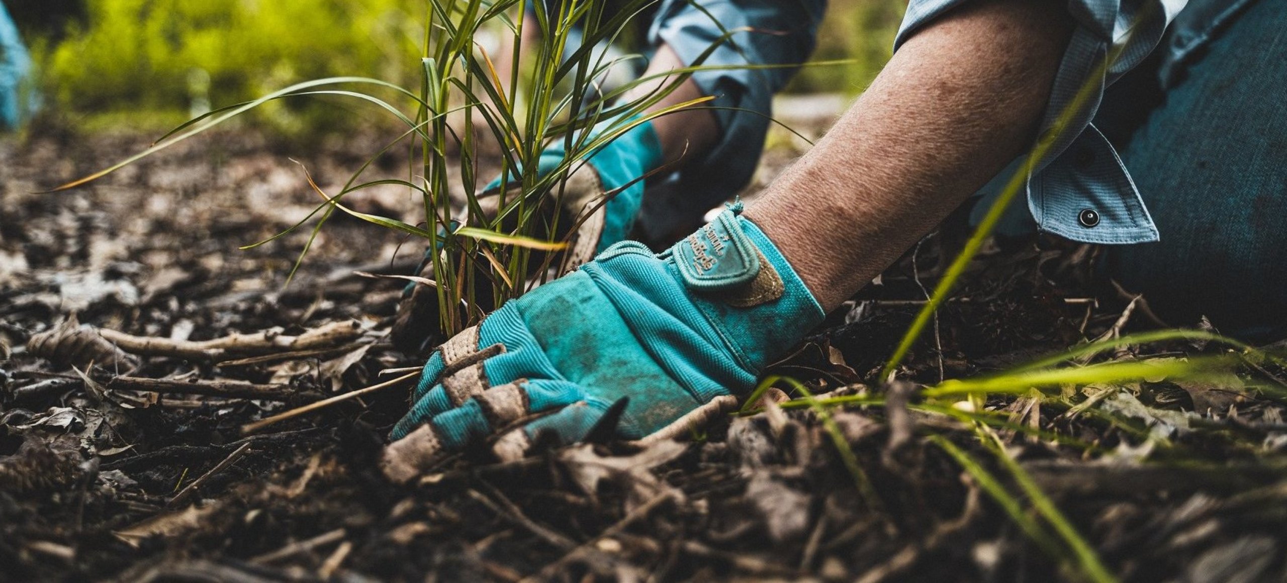 A close up of someone wearing blue gloves placing a plant in the dirt.