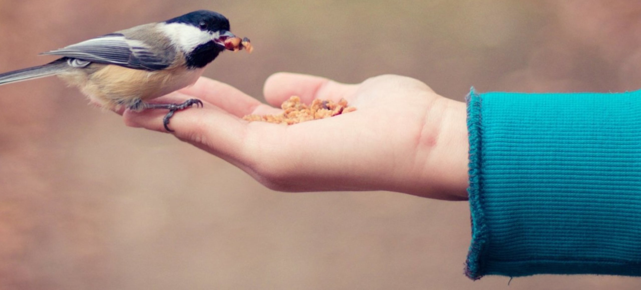 A small chickadee bird perches in someone's hand, eating food from their palm.