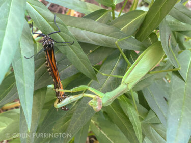 a green praying mantis on green leaves holds onto the wings of an orange monarch butterfly it has caught.
