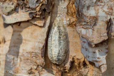 a close up shot of a light tan teardrop-shaped egg case that blends in well with the tree it is on.
