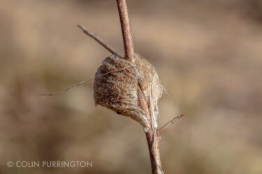 a light tan teardrop-shaped egg case is attached to a thin branch.