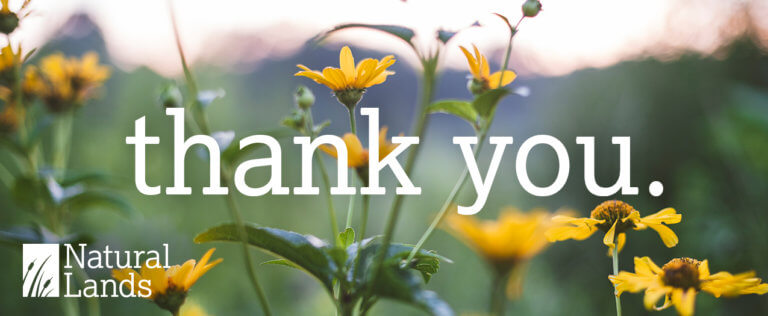 The words "thank you" over a photos of yellow wildflowers with the Natural Lands logo in the lower left corner.