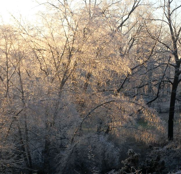 Ice covered branches of bare trees in a winter forest.