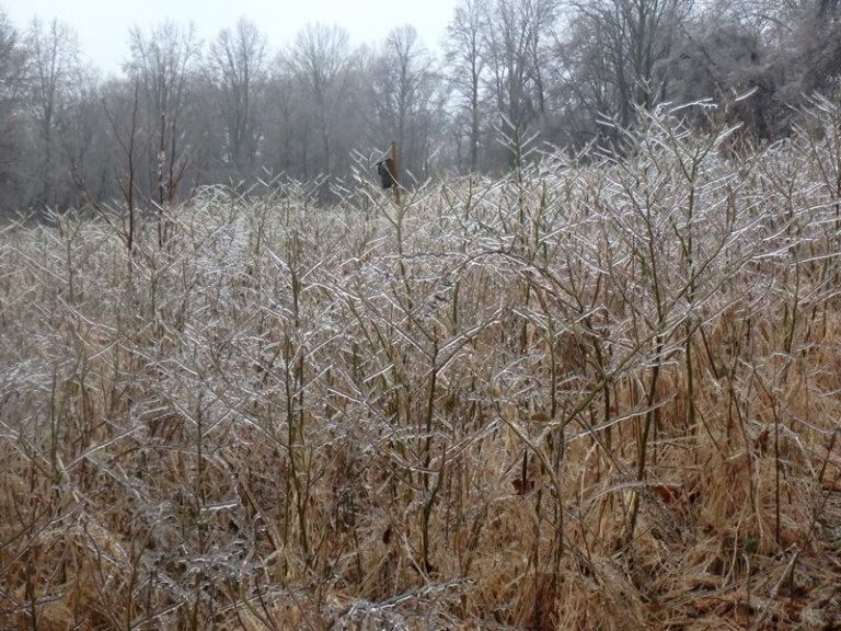 Ice covers the stems of plants in a winter field.