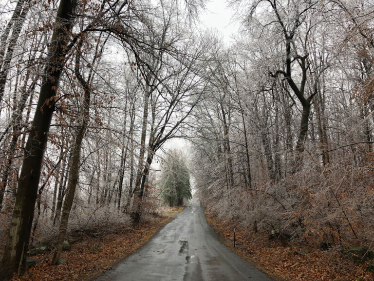 A road leads through a forest of icy trees.
