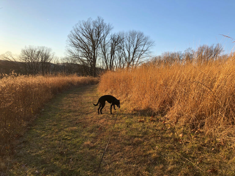 A leashed dog walks along a trail surrounded by tall brown grass .