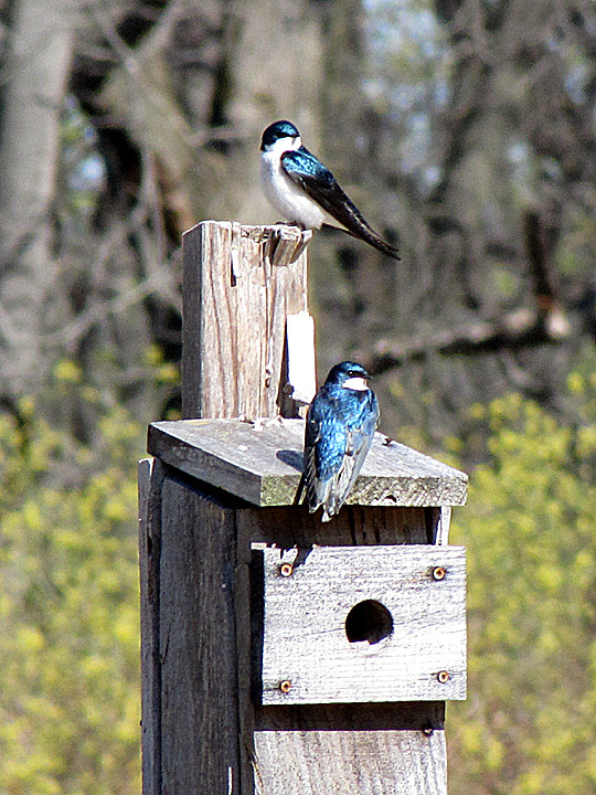 Two Tree Swallows perched on a nestbox.