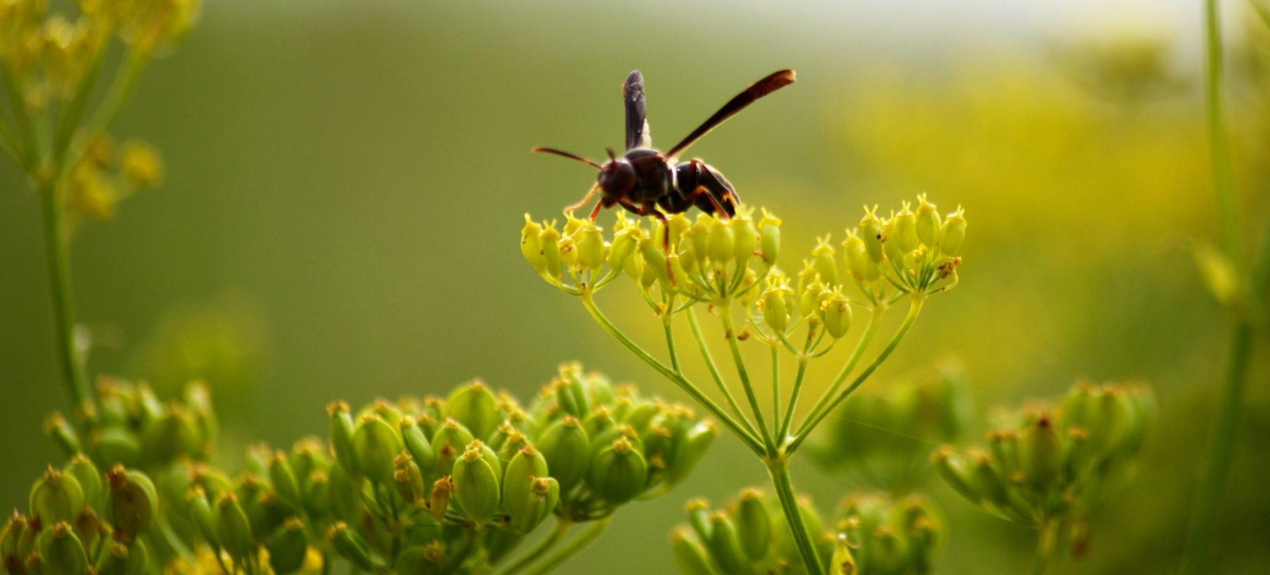 Closeup of a winged insect on yellow wildflowers.