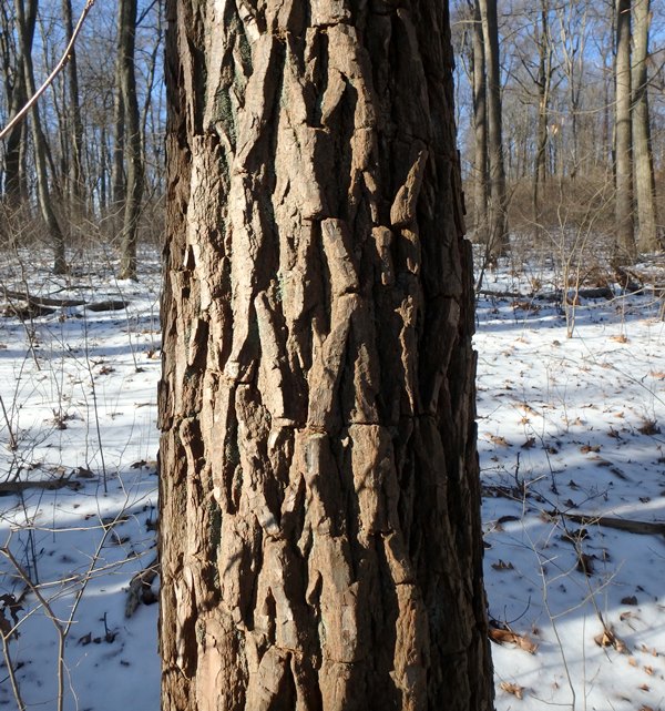 Close up of tree bark in the winter.