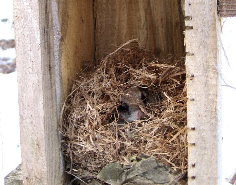 A flying squirrel in a nest box.