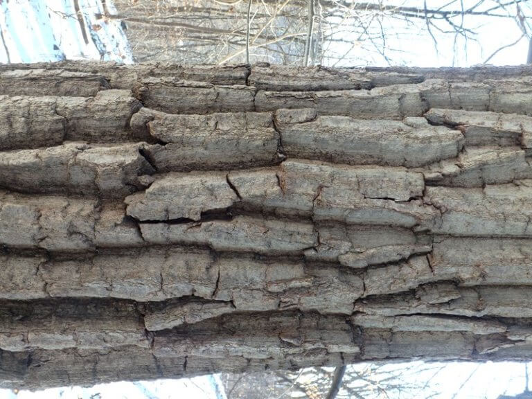 Close up of tree bark during the winter