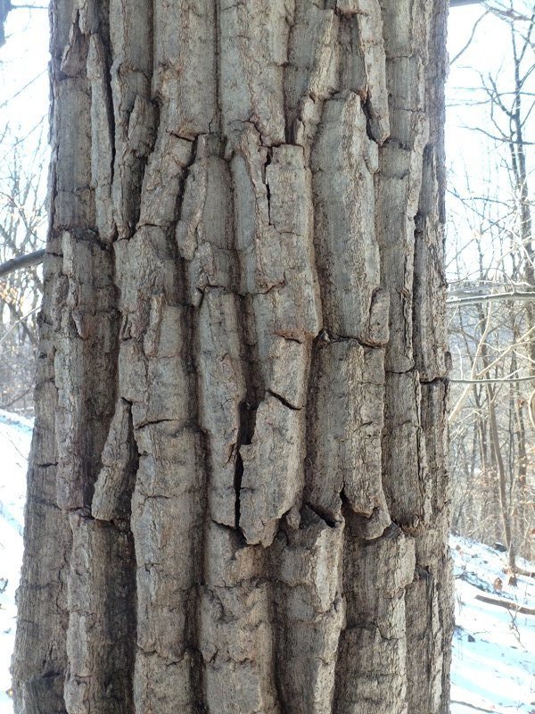 Mariton: Tree Bark - Natural Lands