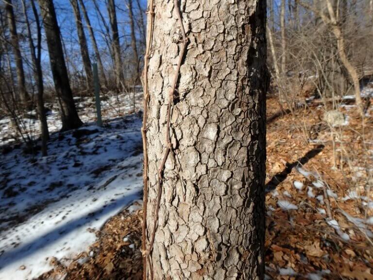 Close up of bark on a tree in a winter forest