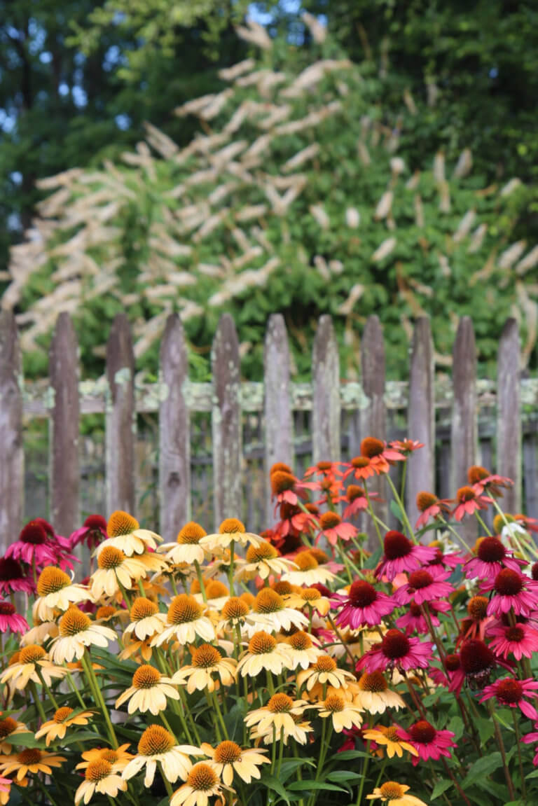 Wildflowers blooming in front of a wooden fence.