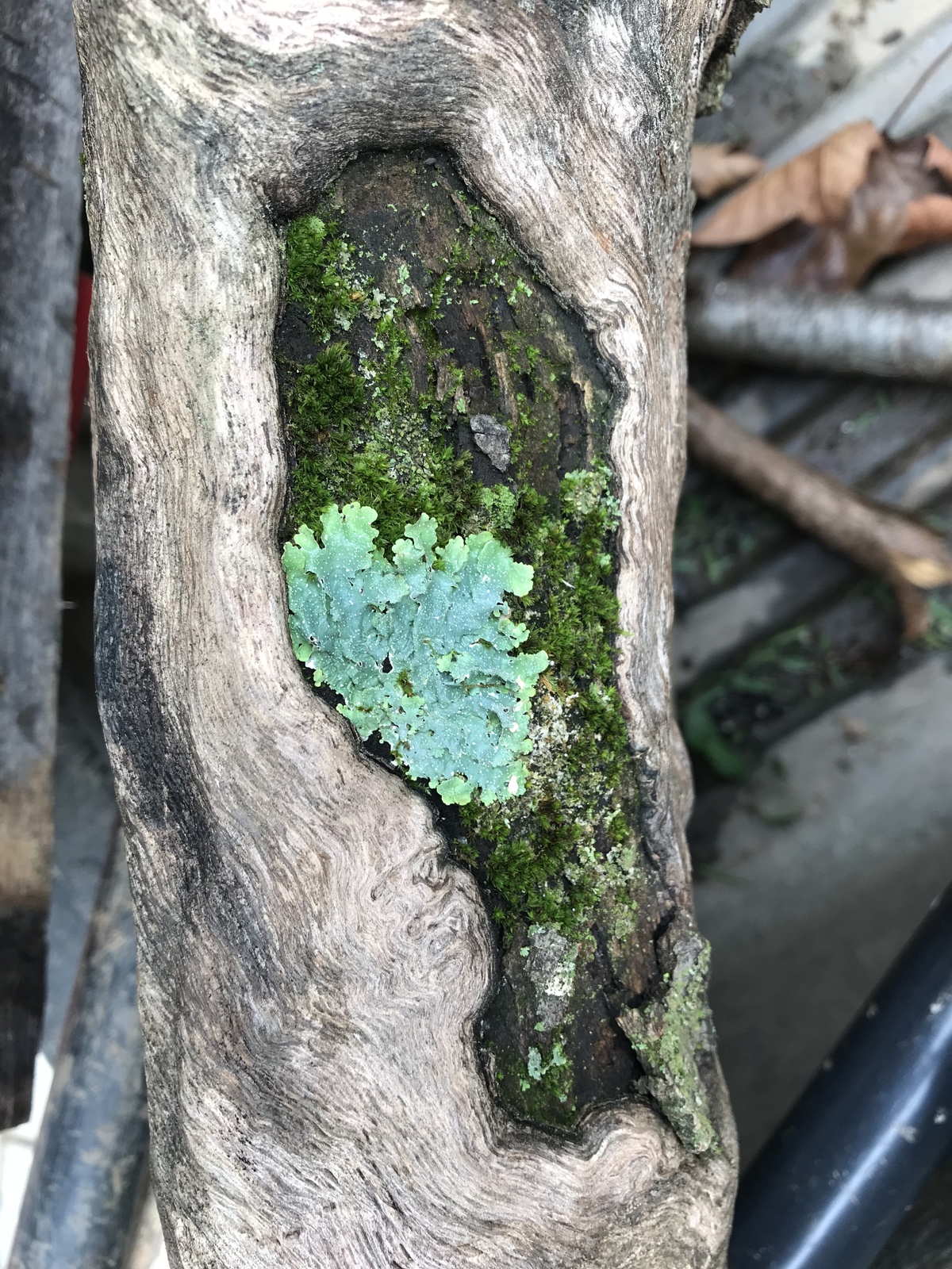 Outdoors Online – Lichen, Ferns, and Mosses - Natural Lands