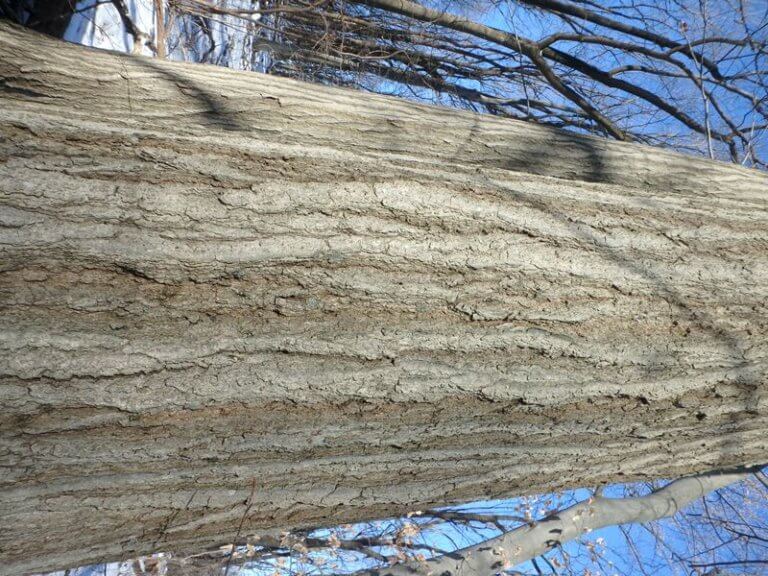 A close up of bark in winter on a tree