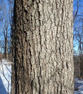 Mariton: Oak Bark - Natural Lands