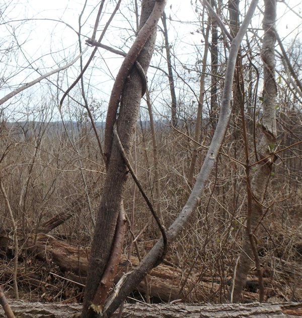 A sapling with a vine wrapped around it.