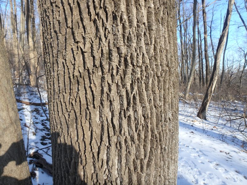 Bark! A Great Way to Identify Trees in the Winter