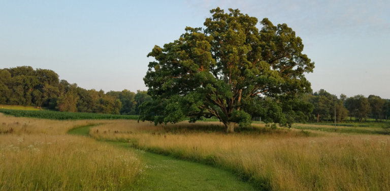 A grassy green trail winds around a yellow meadow next to a large oak tree covered with dark green leaves.