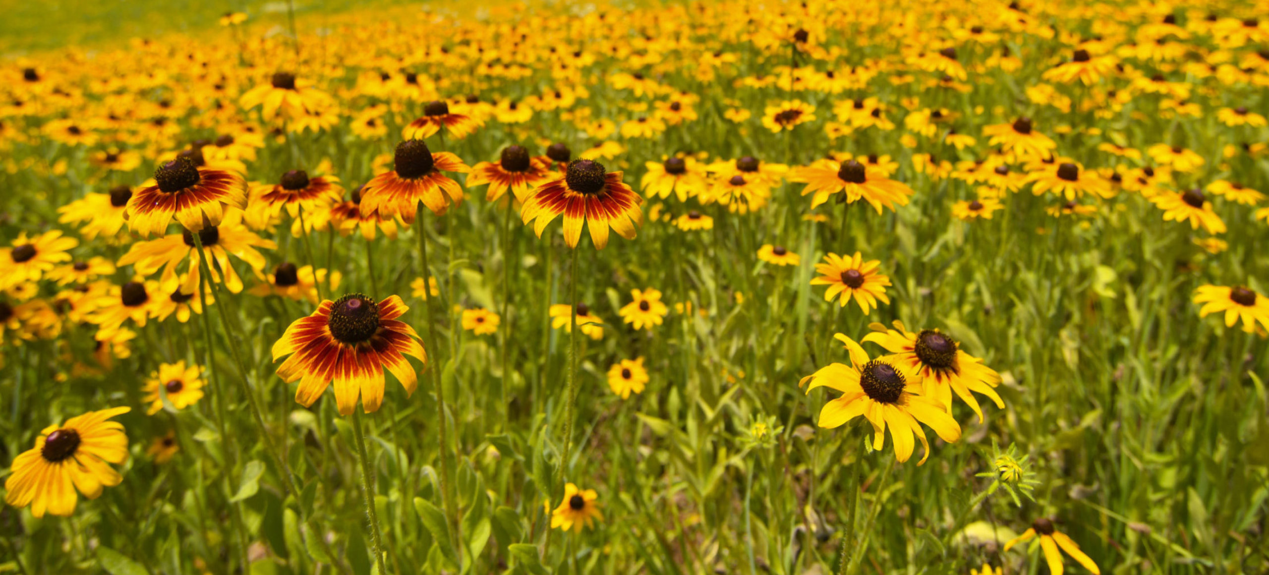 A field of yellow and orange wildflowers with brown centers.