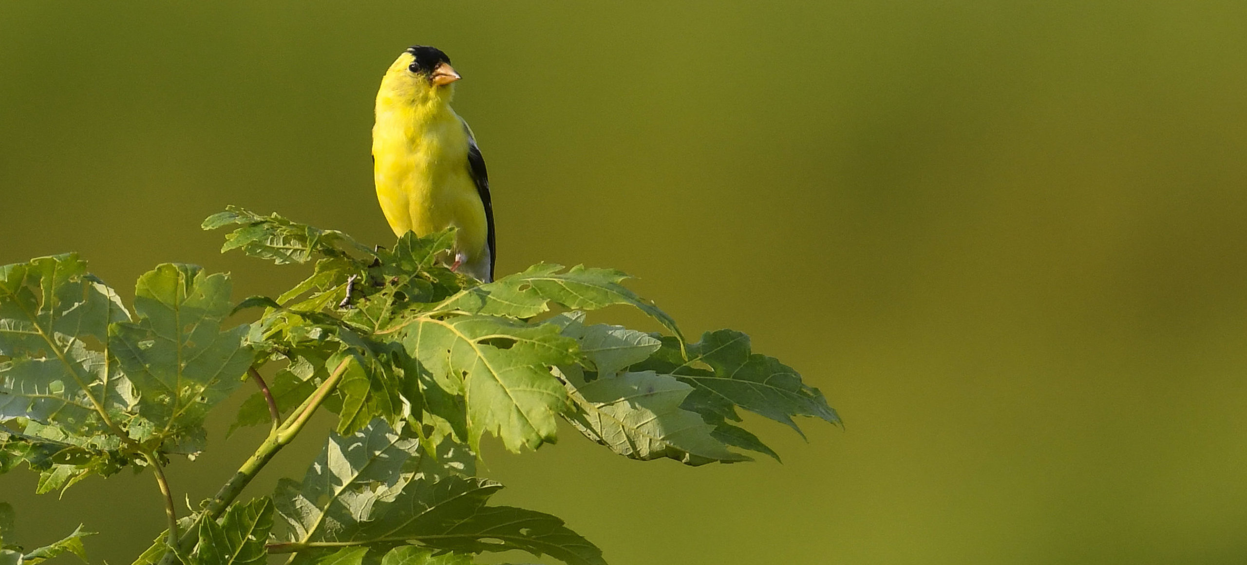 A small yellow bird with black markings on it's face looks to the right while perched on a leafy branch.