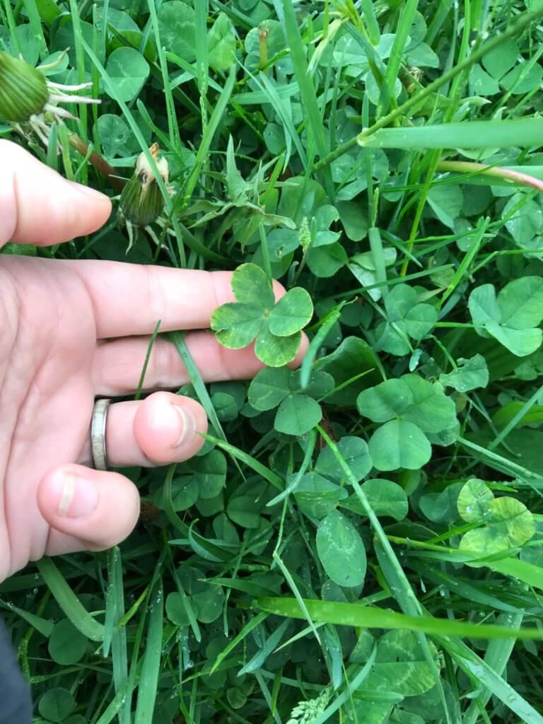 A four leaf clover with a persons hand under it.