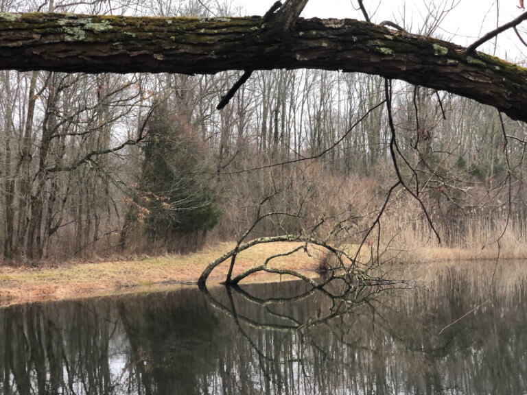 Curving branches over the water in a winter forest.
