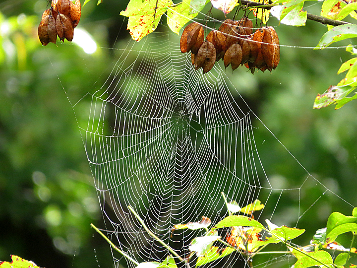 A spiderweb between green leaves.